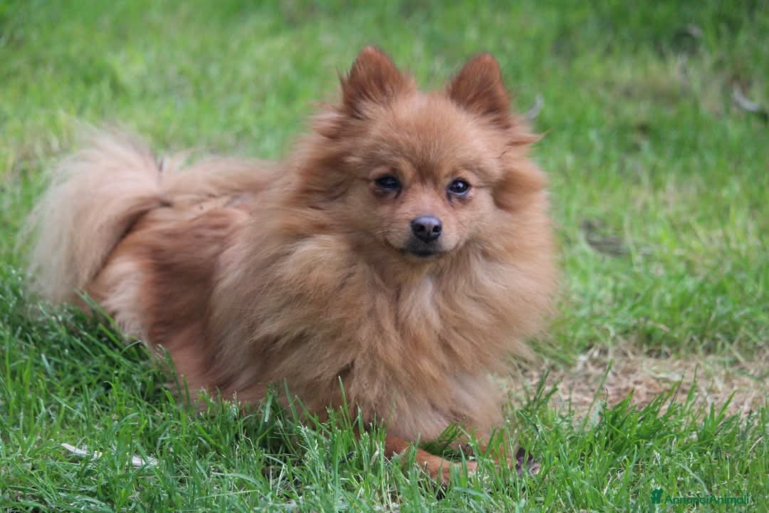 Spitz cani in vendita: Cuccioli Spitz Piccolo  - Annuncio 3