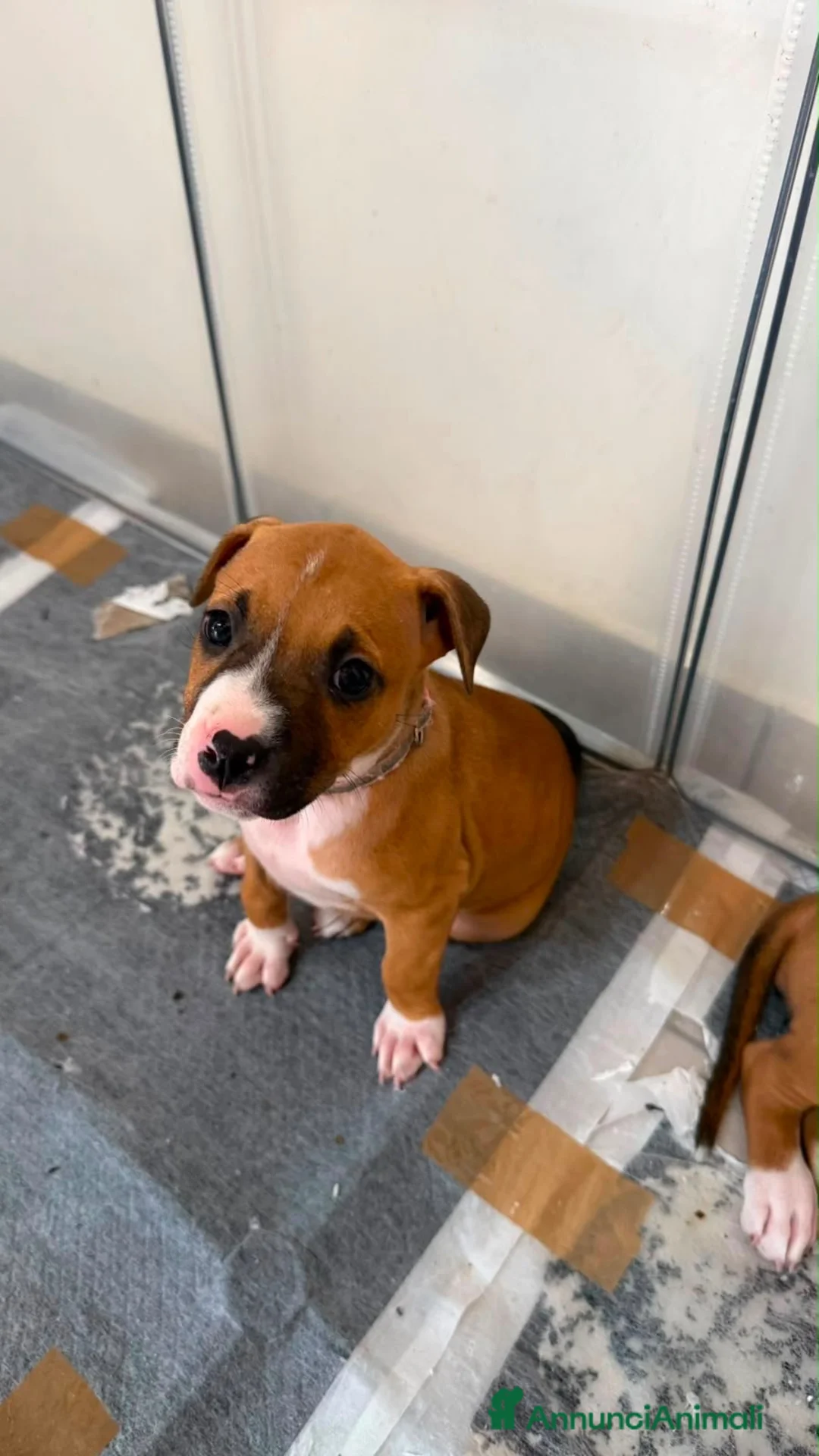American Staffordshire cani in vendita: Cuccioli di Amstaff  - Annuncio 14