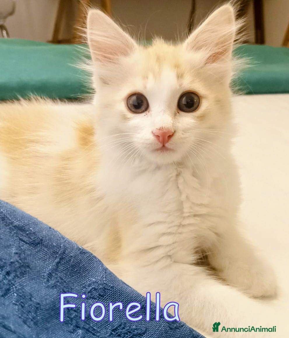 Europeo gatti FIORELLA, UNA NUVOLA DI DOLCEZZA CERCA CASA! - Annuncio 24
