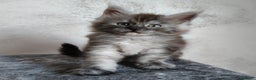 Maine Coon gatti in vendita: Maine Coon femmina black smoke  - Annuncio 12