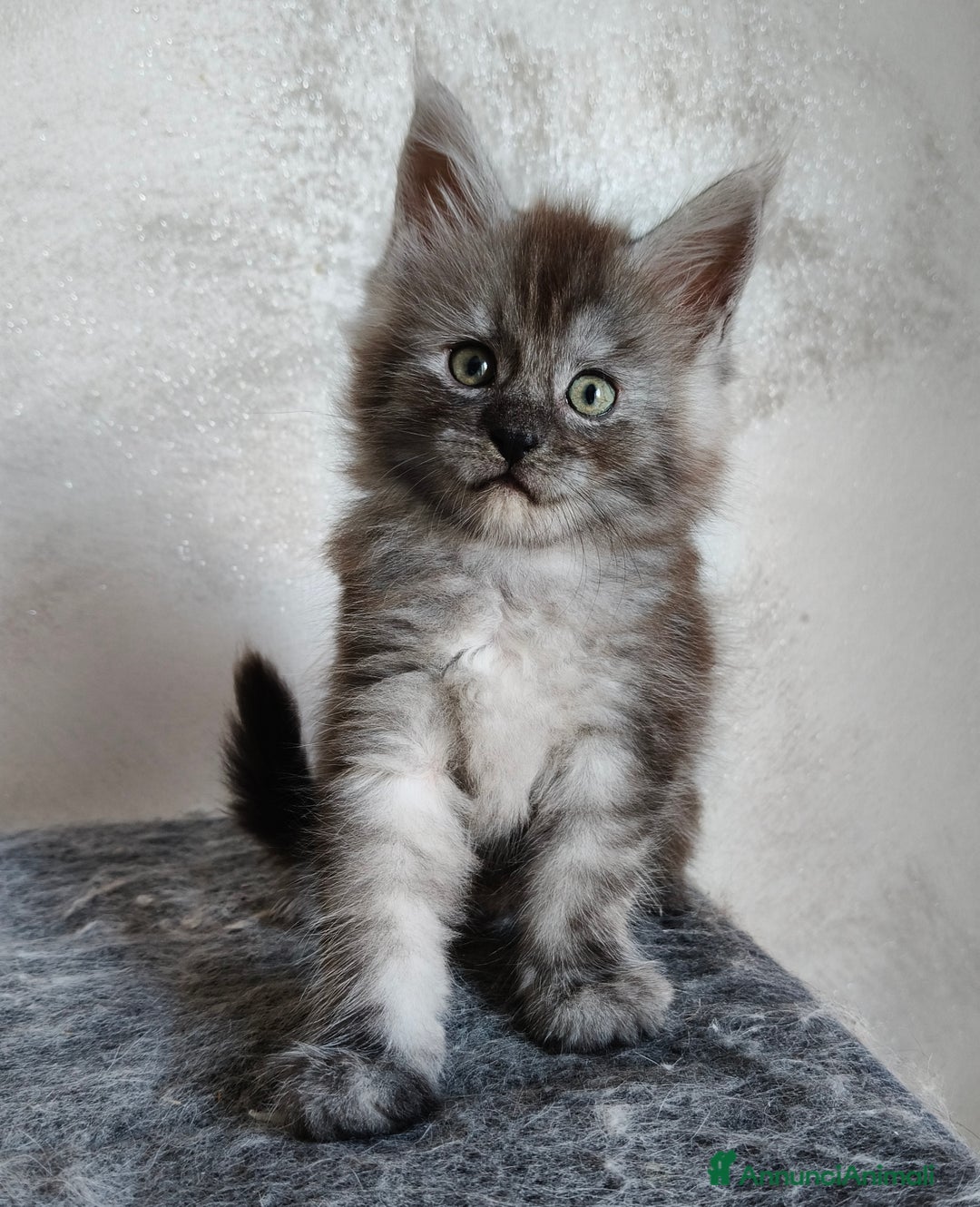Maine Coon gatti in vendita: Maine Coon femmina black smoke  - Annuncio 12