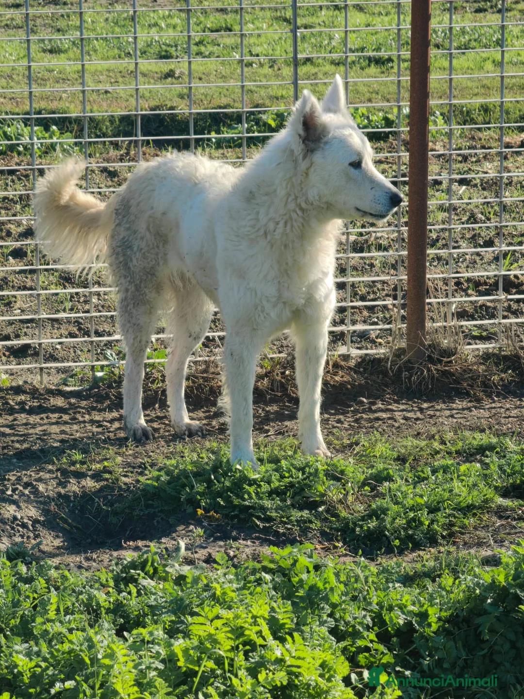 Meticcio cani in regalo: Claudia: 2 anni, taglia media, socievole  - Annuncio 12