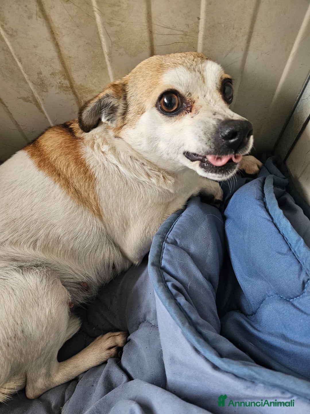 Meticcio cani in regalo: Dixie: 6 kg, 4 anni. Timida ma dolce - Annuncio 2