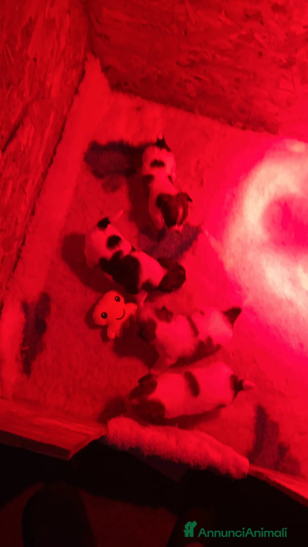 Jack Russell cani in vendita: JACK RUSSELL TERRIER PELO RUVIDO - Annuncio 3