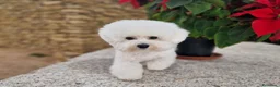 Bichon cani in vendita: Bichon Frise a Provincia del Sud Sardegna - Annuncio 1
