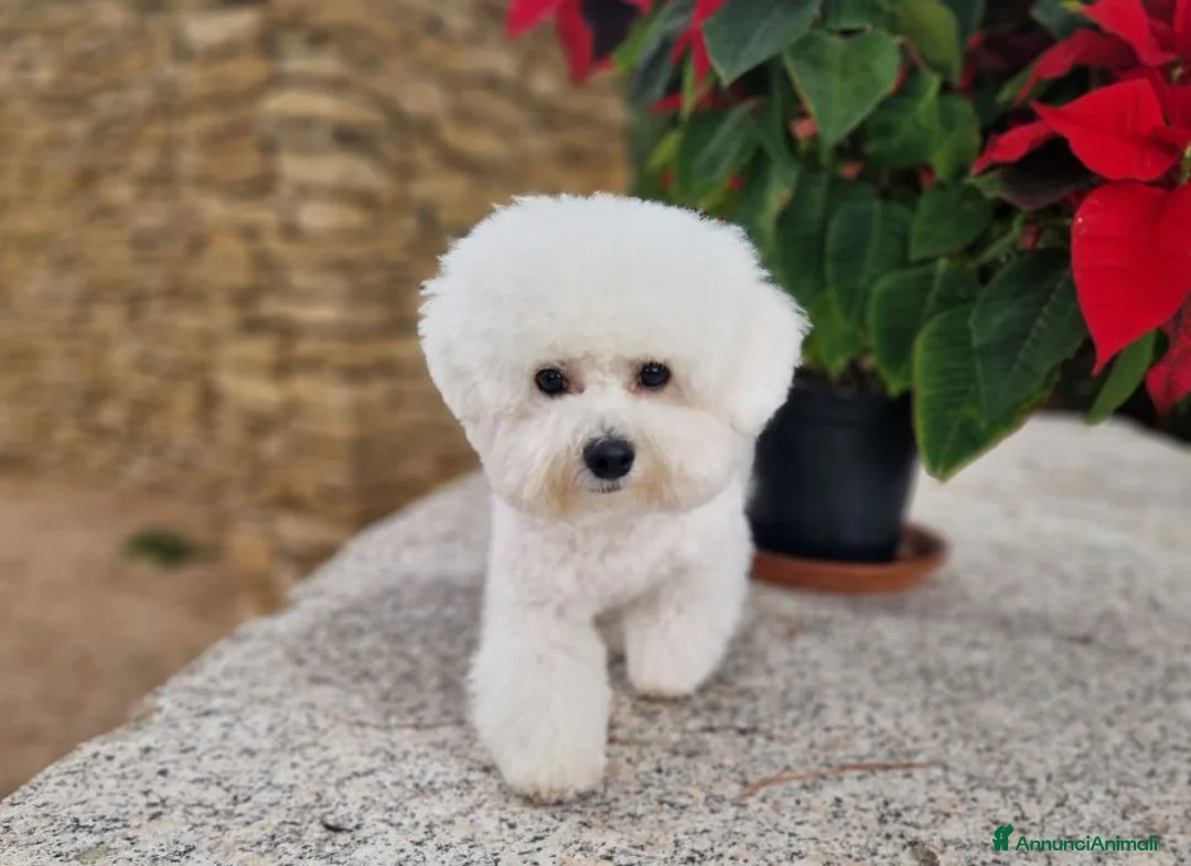 Bichon cani in vendita: Bichon Frise a Provincia del Sud Sardegna - Annuncio 1