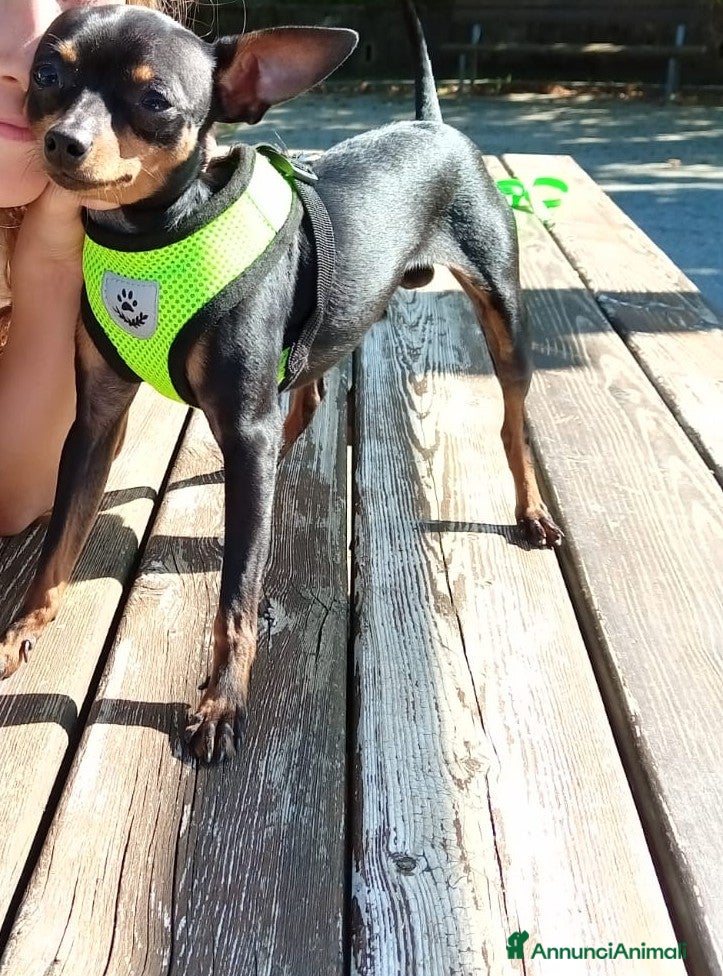 Pinscher Miniatura cani Fufy, giovane Pinscher cerca dolce pinscherina - Annuncio 35