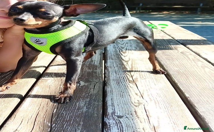 Pinscher Miniatura cani Fufy, giovane Pinscher cerca dolce pinscherina - Annuncio 1