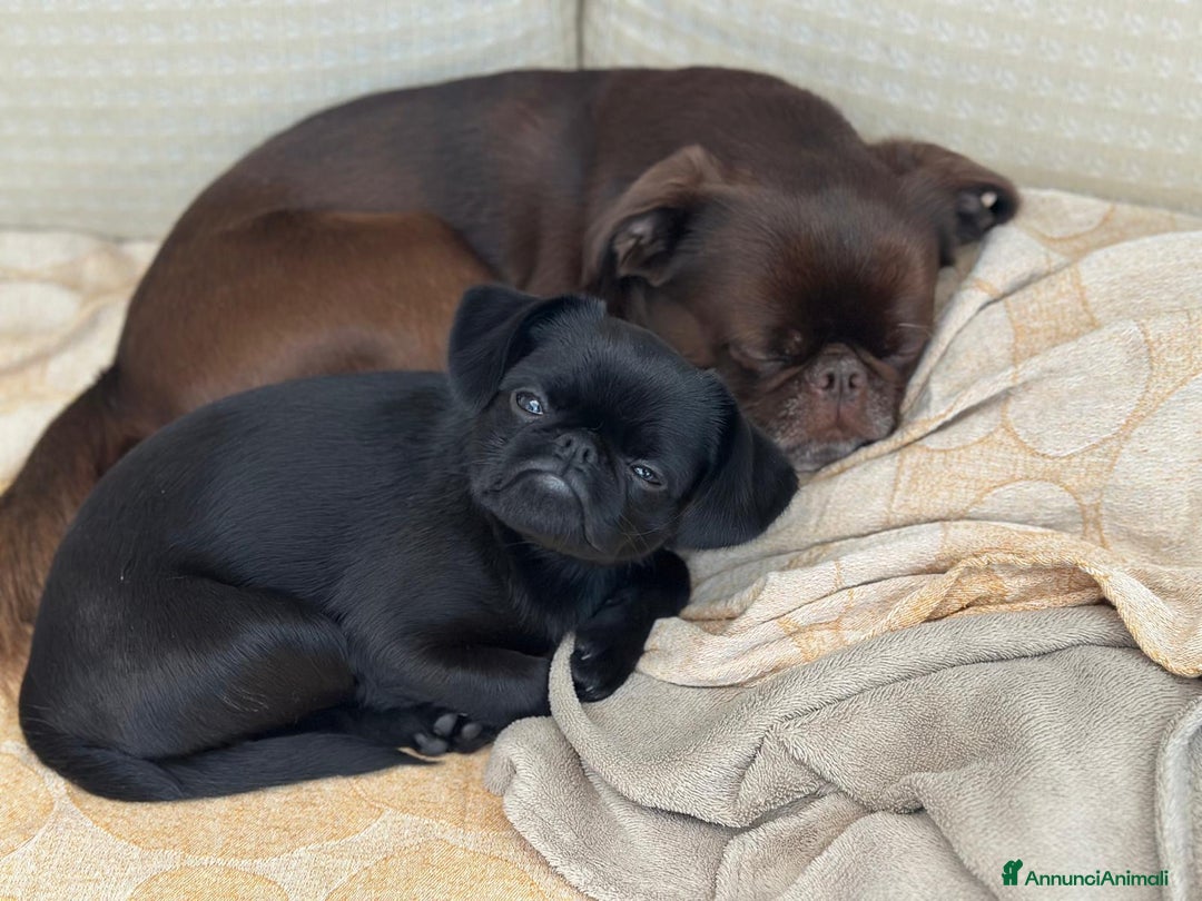 Griffon Vendeen cani in vendita: Cucciola di Piccolo Brabantino  - Annuncio 2