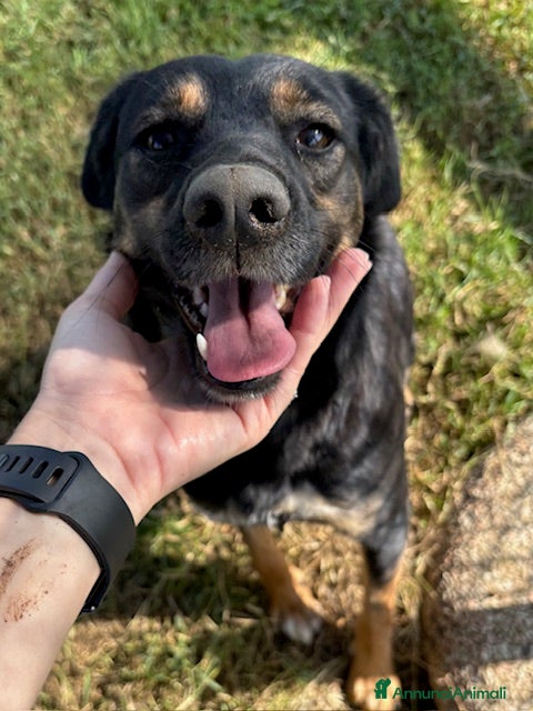 Meticcio cani Tac, giovanissima, piccola e dolce ♥️ - Annuncio 2