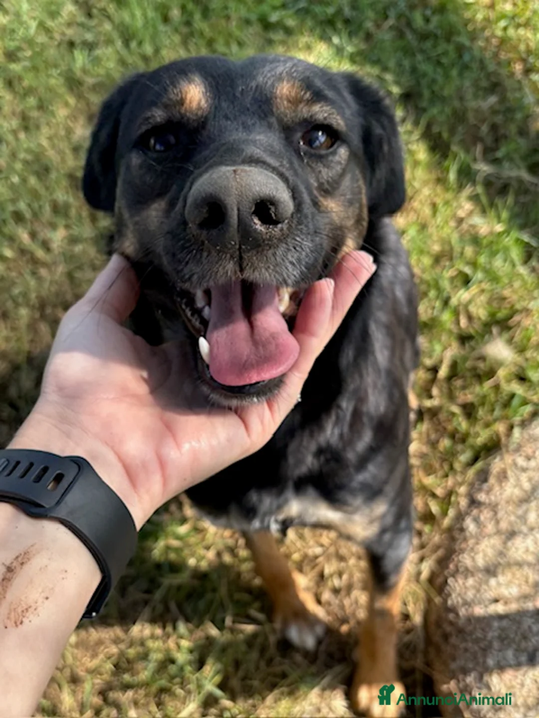 Meticcio cani in regalo: Tac, giovanissima, piccola e dolce ♥️ - Annuncio 2