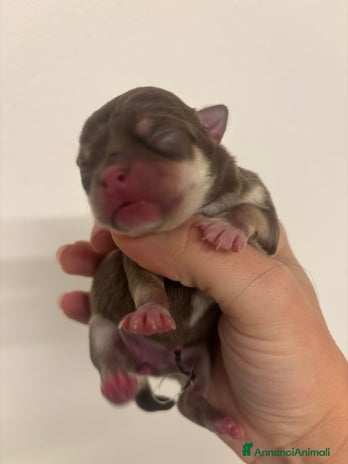 Chihuahua cani - Annuncio 1