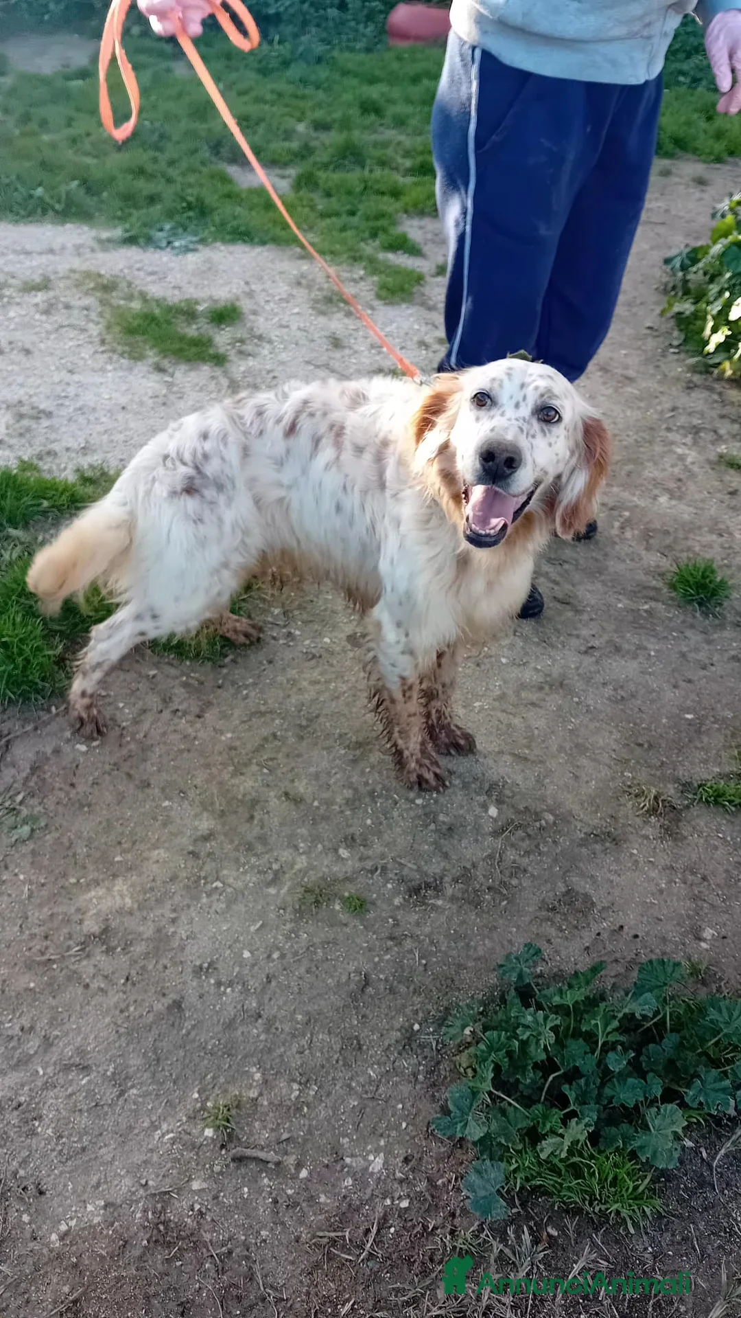 Meticcio cani in regalo: marley - Annuncio 5