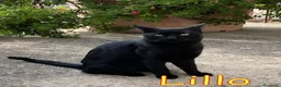 Europeo gatti in regalo: LILLO DOLCISSIMO  MICETTO NERO - Annuncio 3