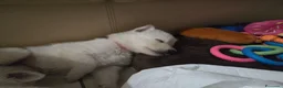 Pastore Svizzero cani in vendita: Cuccioli pastore svizzero bianco - Annuncio 9