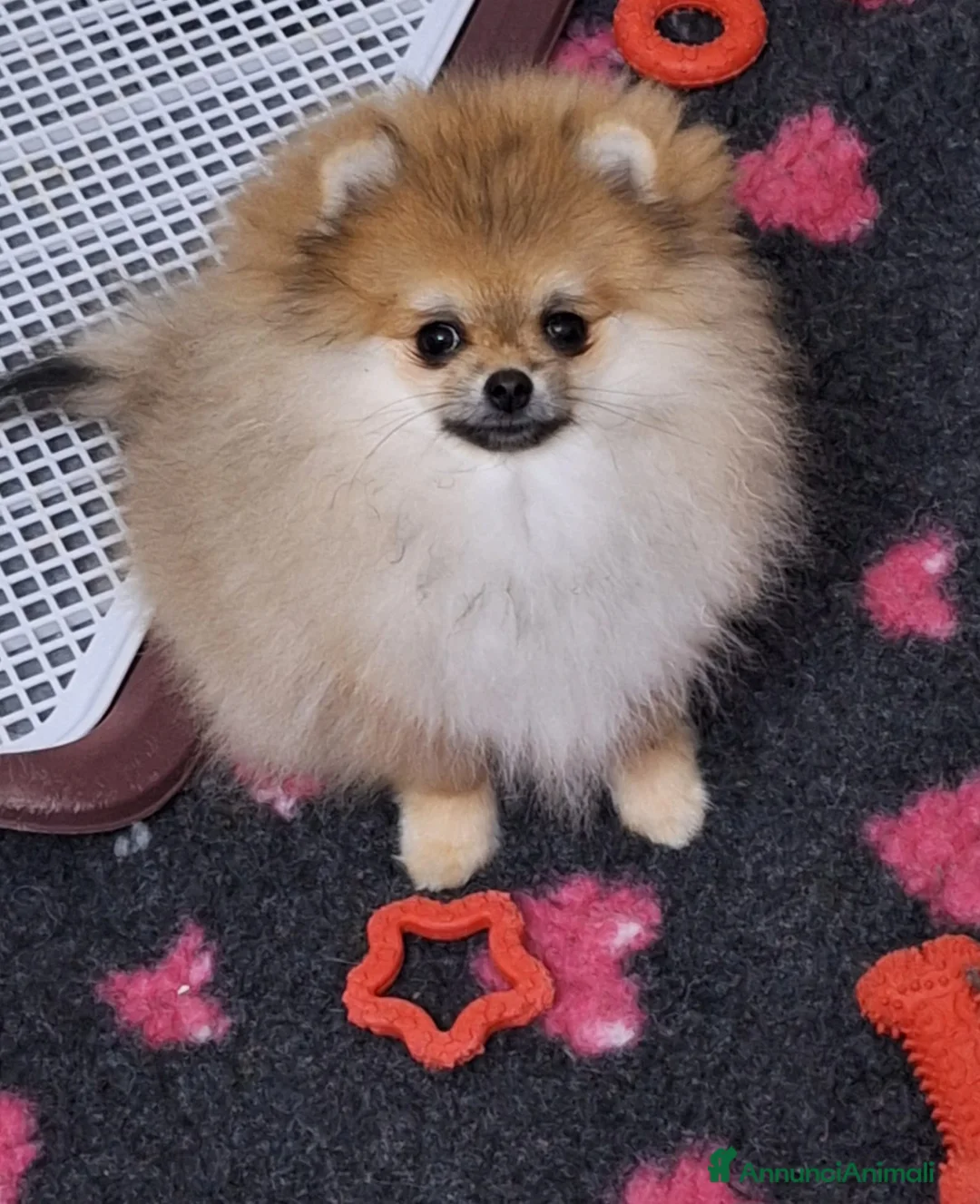 Volpino Pomerania cani in vendita: Spitz tedesco nano - Annuncio 2