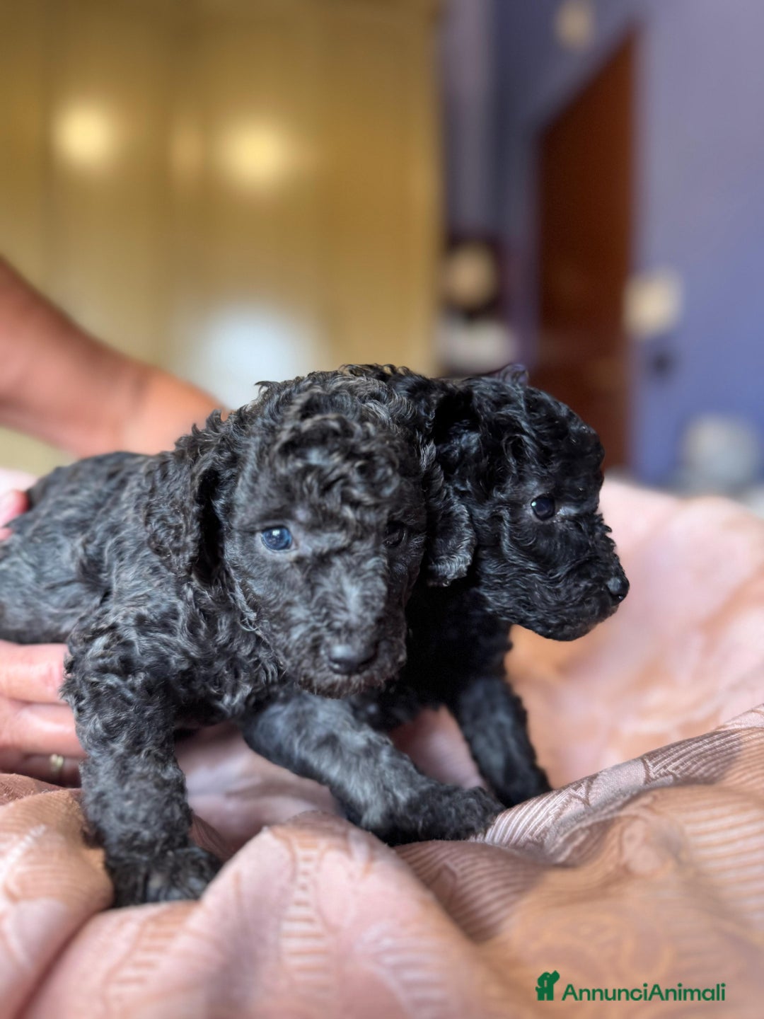 Barboncino cani in vendita: Barboncini toy e nano a Città metropolitana di Roma Capitale - Immagine 1