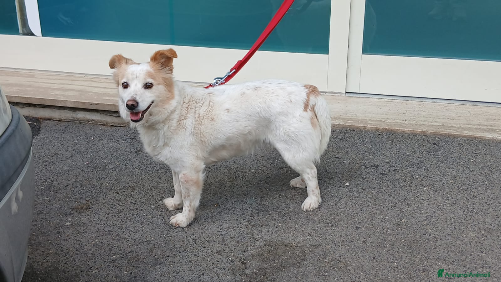 Meticcio cani in regalo: NONNO PESCA HA BISOGNO DI UNA CASA, IN ADOZIONE - Annuncio 4