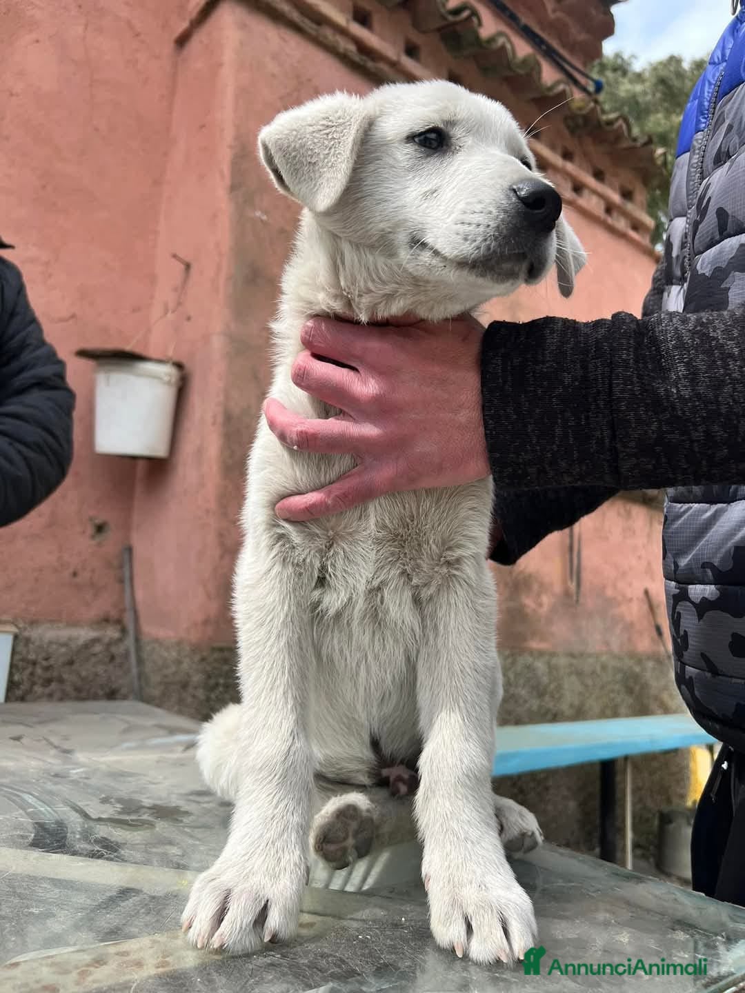 Meticcio cani in regalo: Jerry un cucciolo dalce curioso giocherellone - Annuncio 7