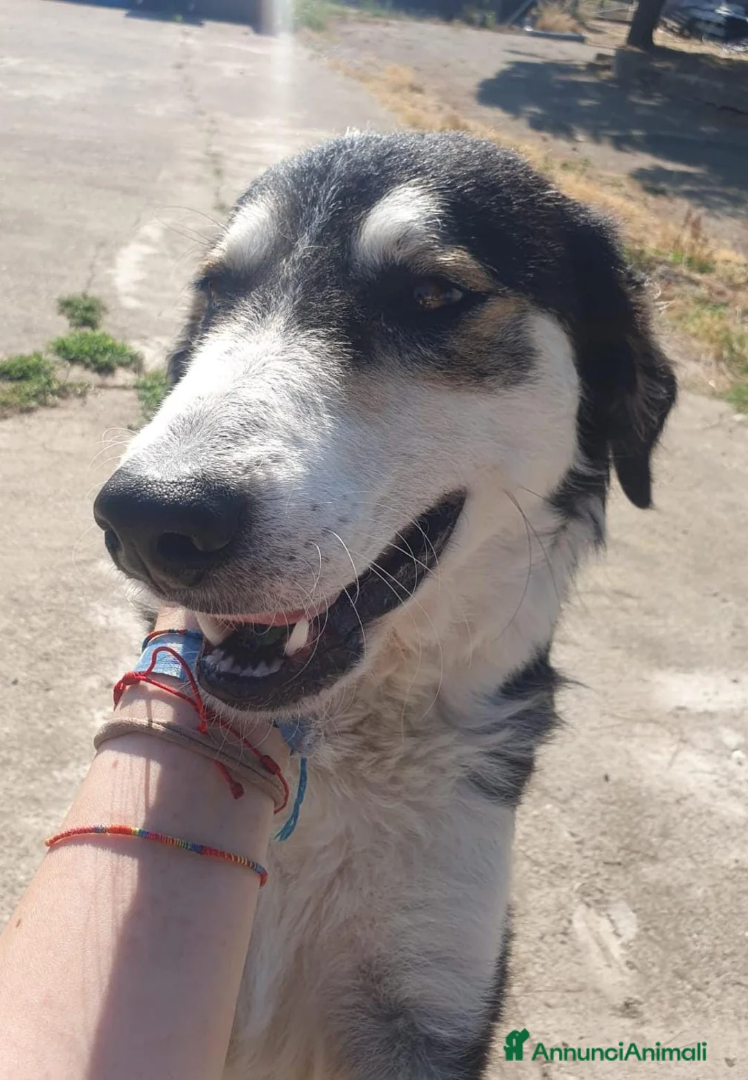 Meticcio cani in regalo: BRETZEL 🩷 ALLEGRA, DOLCE E ANCORA SENZA CASA a Provincia di Cremona - Annuncio 2