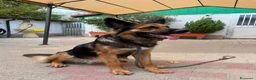 Meticcio cani in regalo: NEO BELLISSIMO PASTORE TEDESCO - Annuncio 10