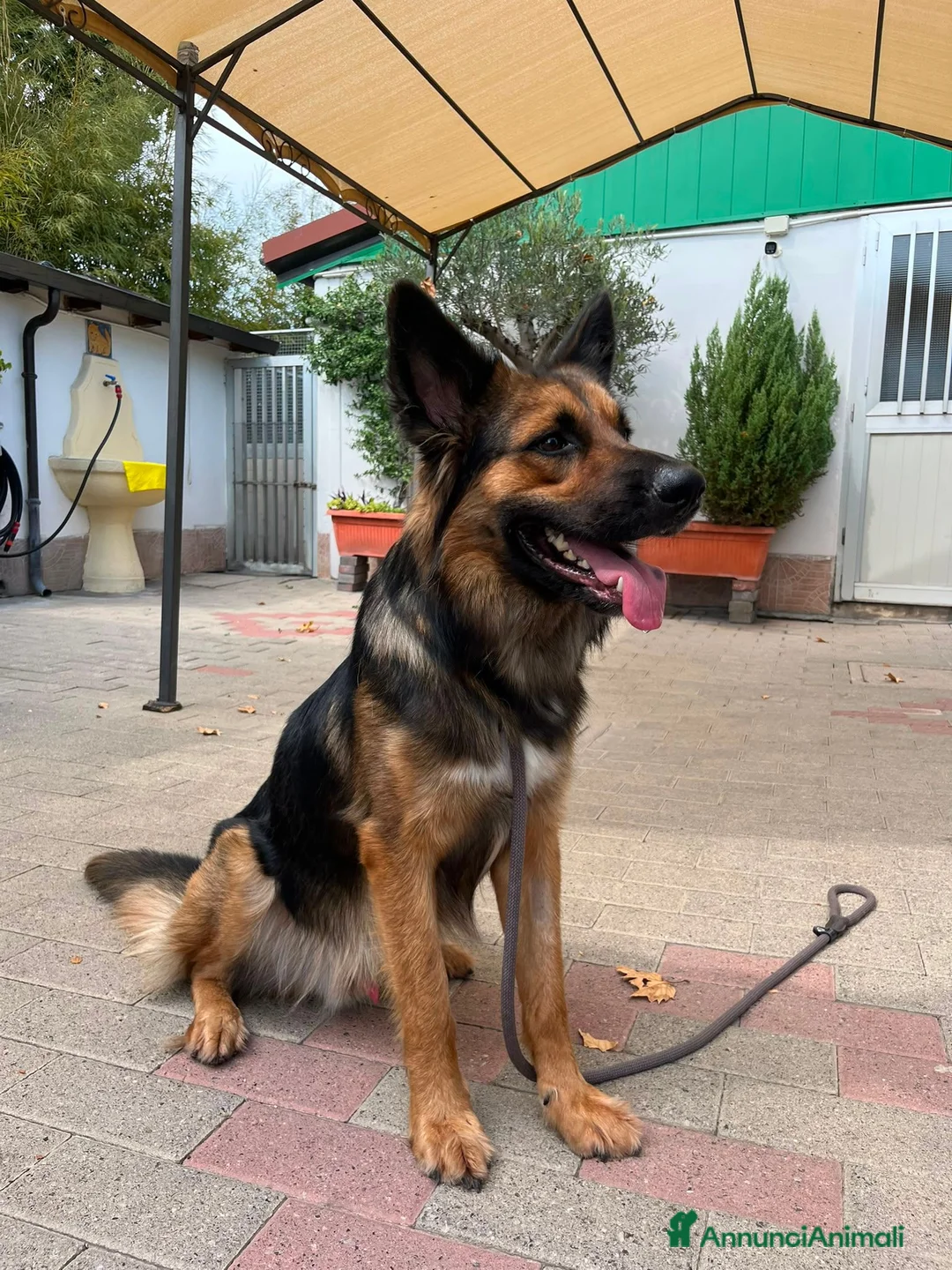 Meticcio cani in regalo: NEO BELLISSIMO PASTORE TEDESCO - Annuncio 10