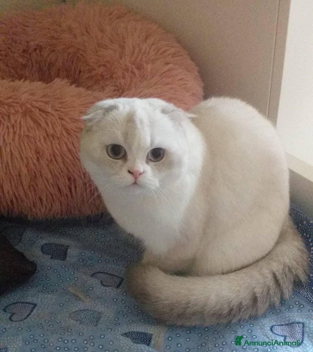Scottish gatti in vendita: Cucciola Scottish Fold  - Annuncio 4