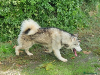 Alaskan Malamute cani Alaskan Malamute cuccioloni a Città Metropolitana di Bologna - Annuncio 5