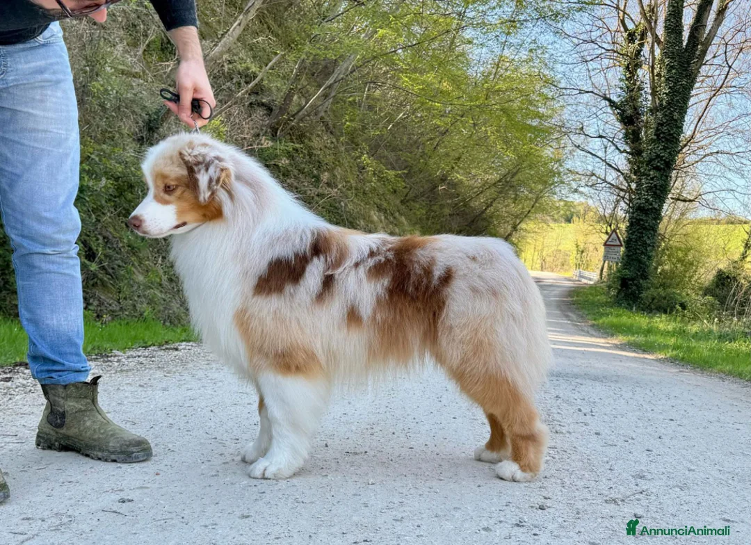 Australian Shepherd cani in vendita: Cuccioli pastore australiano pedegree ENCI - Annuncio 13