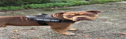 American Bully cani per accoppiamento: Cerco femmina stessa razza per accoppiamento  a Città metropolitana di Roma Capitale - Annuncio 4