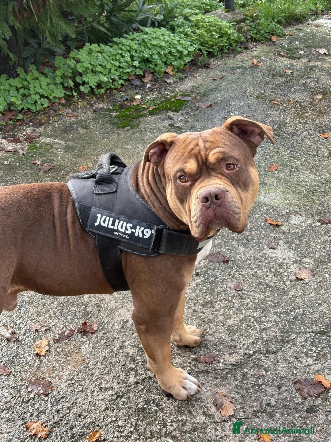 American Bully cani per accoppiamento: Cerco femmina stessa razza per accoppiamento  a Città metropolitana di Roma Capitale - Annuncio 4