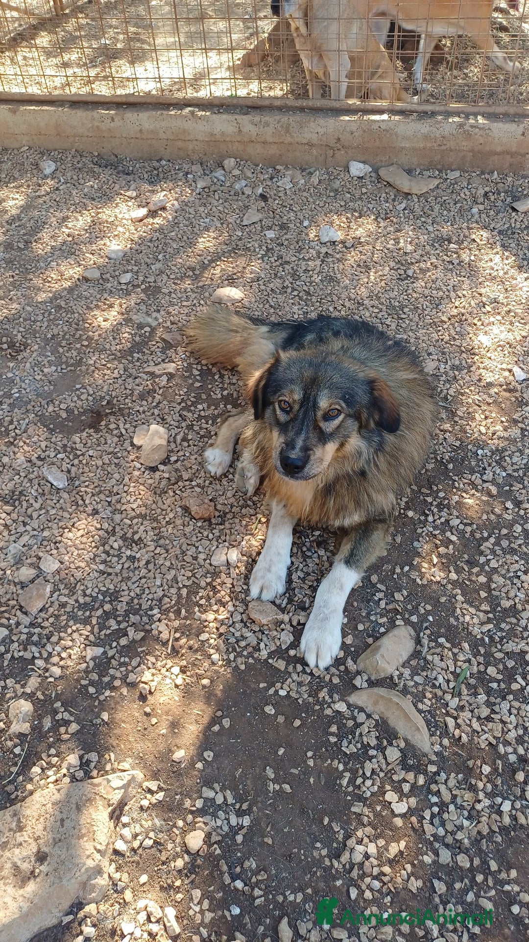 Pastore dei Carpazi cani in regalo: Max, pastore dei Carpazi, ottimo carattere - Annuncio 8