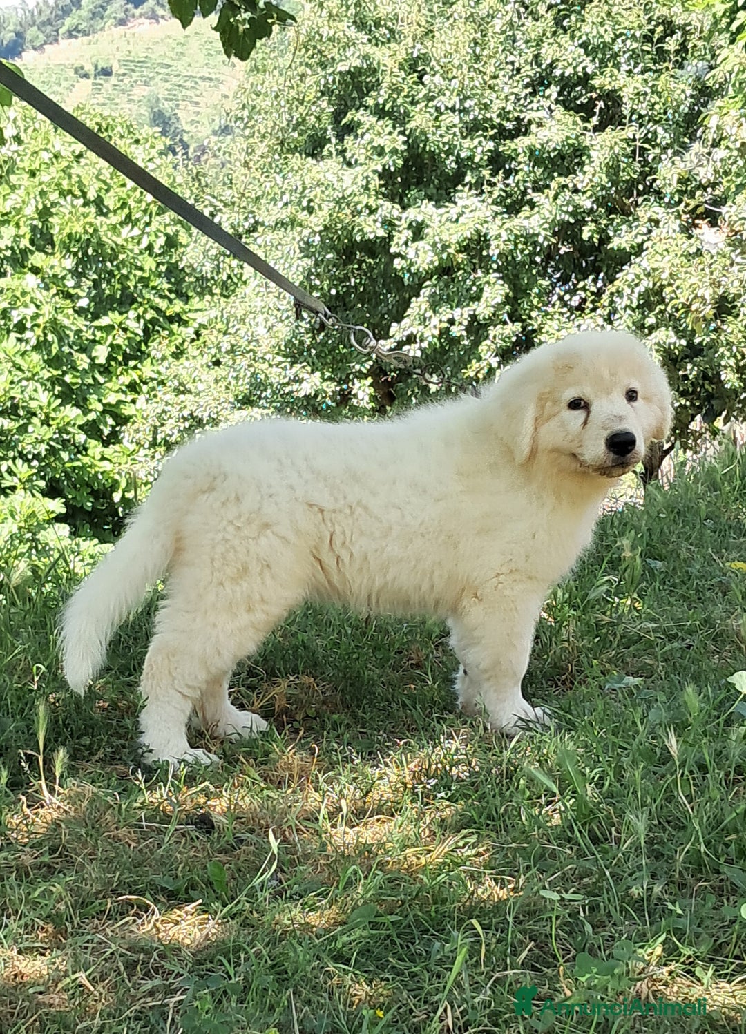 Pastore Maremmano cani in vendita: cuccioli e cuccioloni di pastore Maremmano Abruz. - Annuncio 14