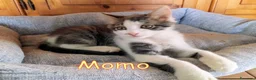 Europeo gatti in regalo: 𝐌𝐎𝐌𝐎, 𝐔𝐍 𝐏𝐈𝐂𝐂𝐎𝐋𝐎 𝐁𝐀𝐓𝐔𝐅𝐅𝐎𝐋𝐎   a Città metropolitana di Roma Capitale - Annuncio 3