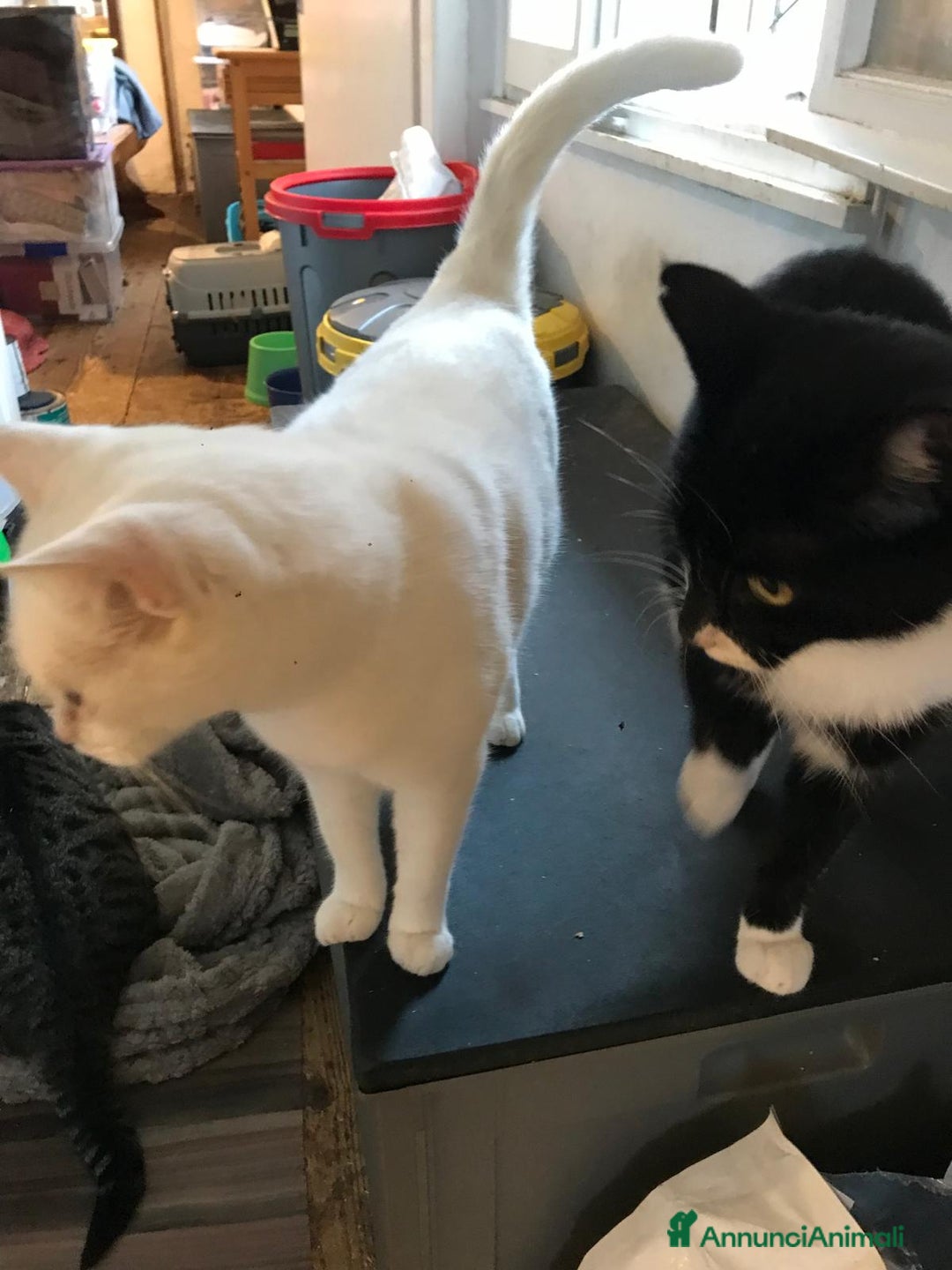 Europeo gatti in regalo: zorro e bianca cercano casa🤍🖤 - Annuncio 1