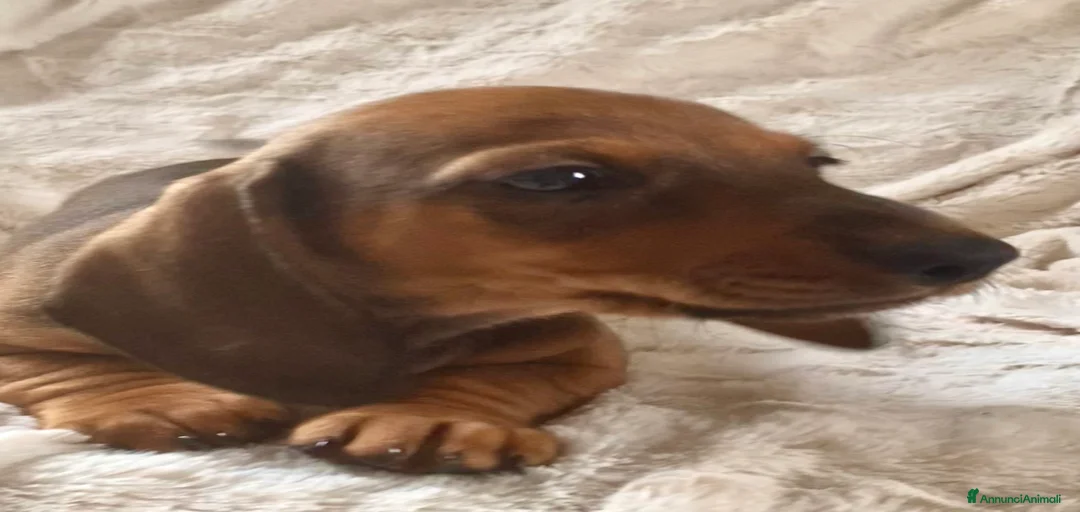 Immagine della galleria {{count}}