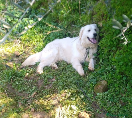 Golden Retriever cani Splendido Golden Retreiver - NOUR - Annuncio 3