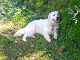 Golden Retriever cani Splendido Golden Retreiver - NOUR - Annuncio 3