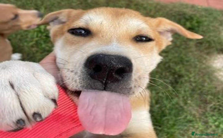 Meticcio cani Jack: 4 mesi mix Golden-Akita - Annuncio 6