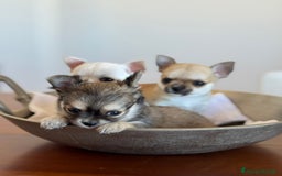 Chihuahua cani in vendita: Cuccioli di Chihuahua Cercano Casa!  a Provincia di Sassari - Immagine 7