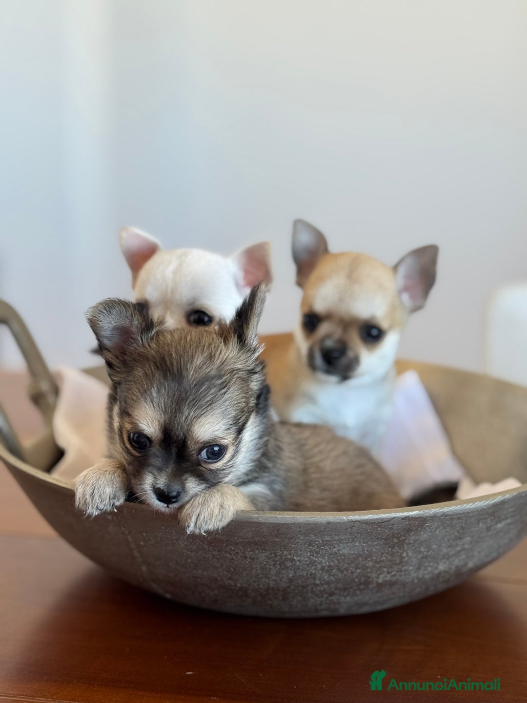 Chihuahua cani in vendita: Cuccioli di Chihuahua Cercano Casa!  a Provincia di Sassari - Immagine 7