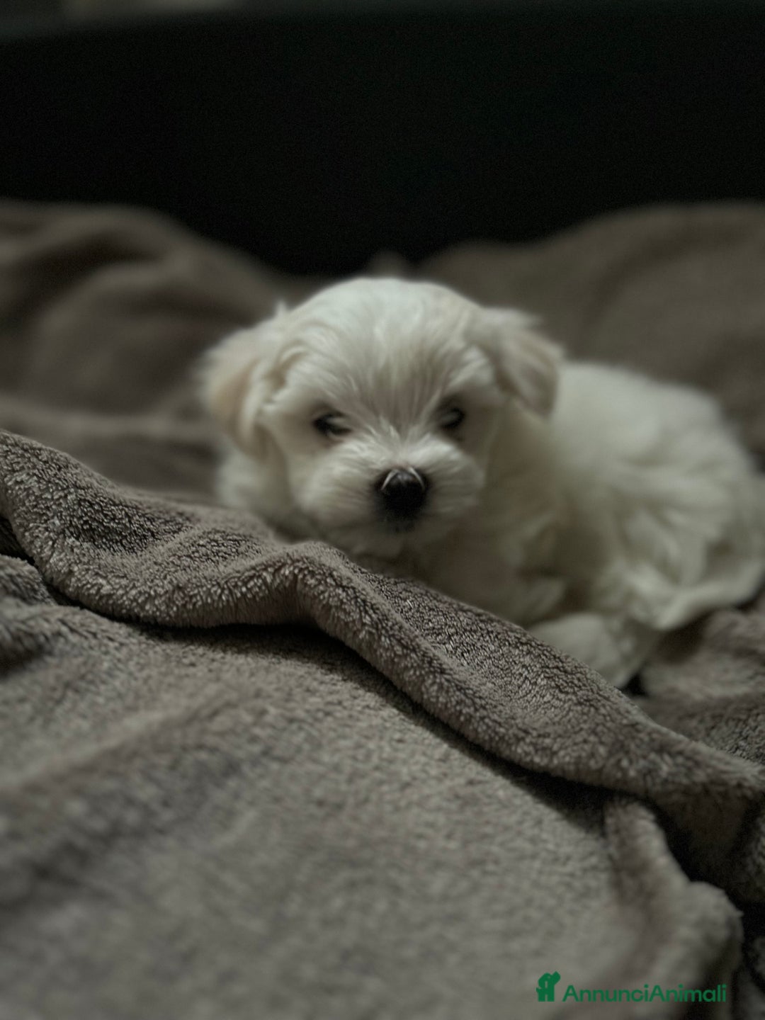 Maltese cani in vendita: Cuccioli Maltesi: Piccoli Tesori in Cerca di Casa - Annuncio 8
