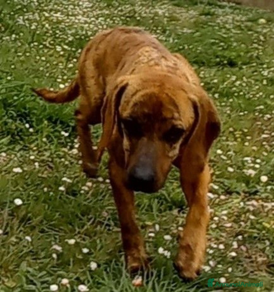 Segugio Maremmano cani in regalo: YUK pronto per l'adozione - Annuncio 5