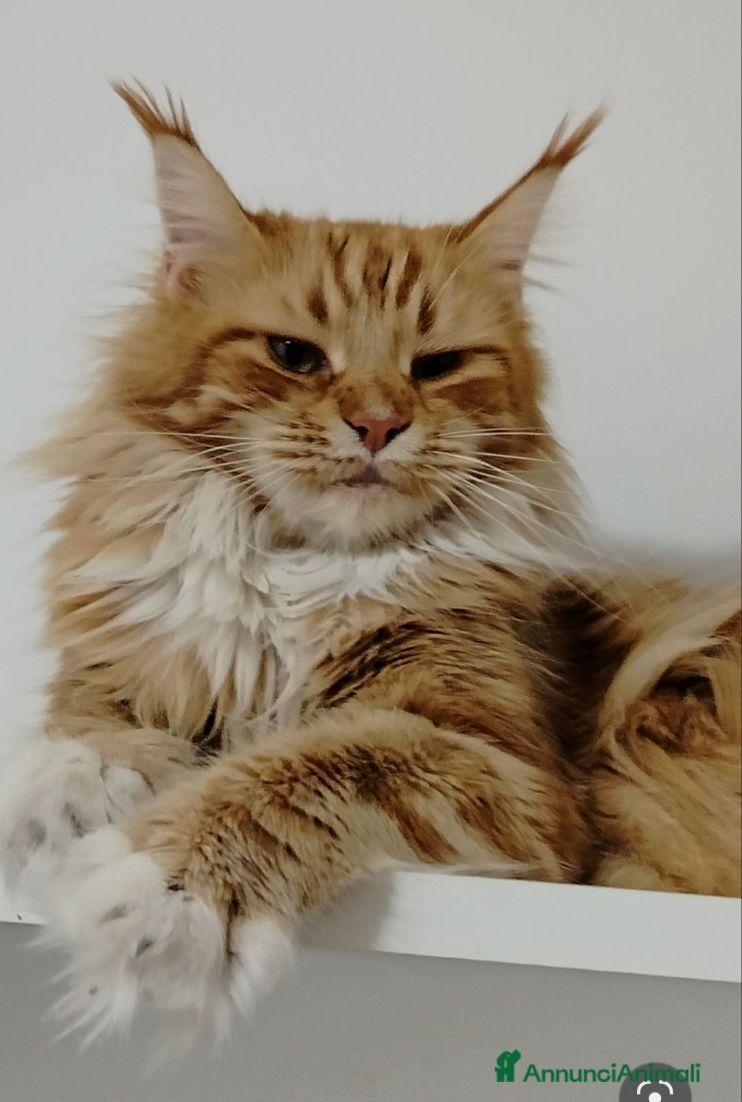 Maine Coon gatti in regalo: Maine coon femmina  - Annuncio 3