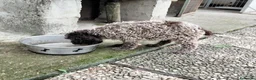 Lagotto cani in vendita: Cuccioli lagotto romagnolo da tartufi  - Annuncio 6