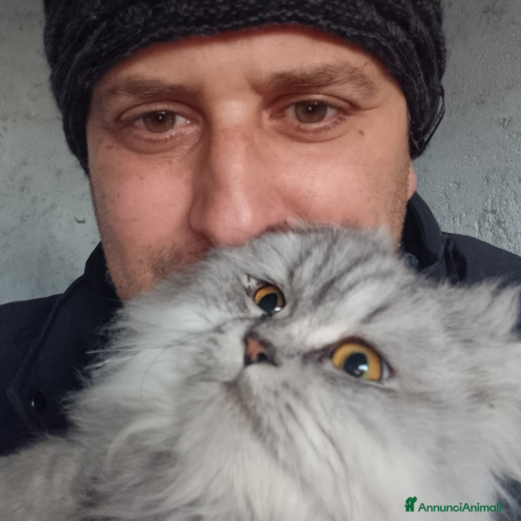 Persiano gatti cuccioli gatto persiano  - Annuncio 1