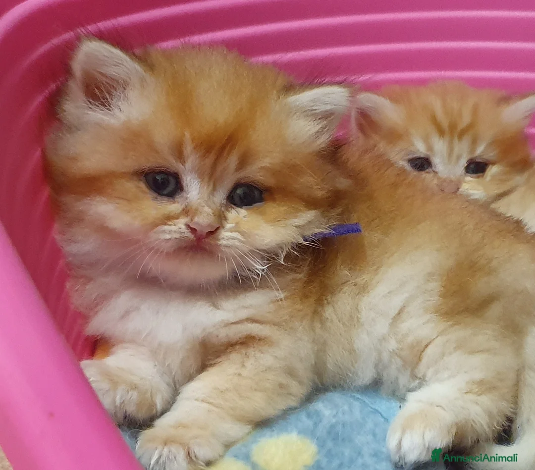 British gatti in vendita: British Golden cucciola  - Annuncio 2