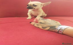 Chihuahua cani in vendita: CHIHUAHUA  a Città Metropolitana di Cagliari - Immagine 2