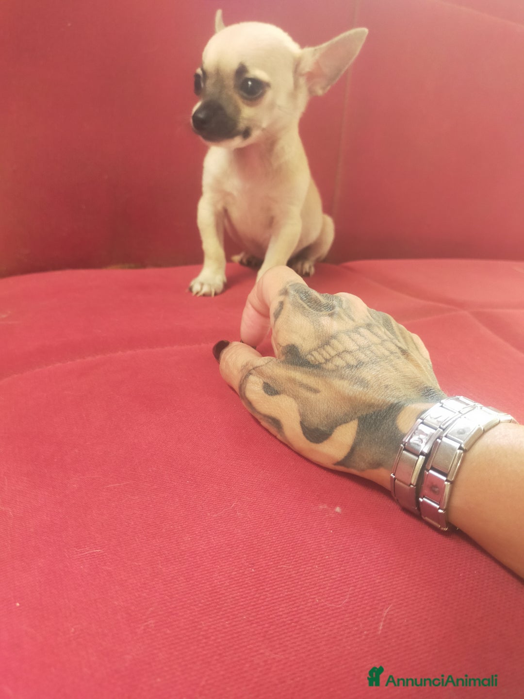 Chihuahua cani in vendita: CHIHUAHUA  a Città Metropolitana di Cagliari - Immagine 2