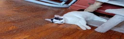 Europeo gatti in regalo: Lea ha urgenza di avere una casa! - Annuncio 7